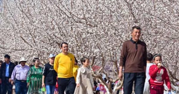 クチャ市でアンズの花祭り　中国新疆ウイグル自治区
