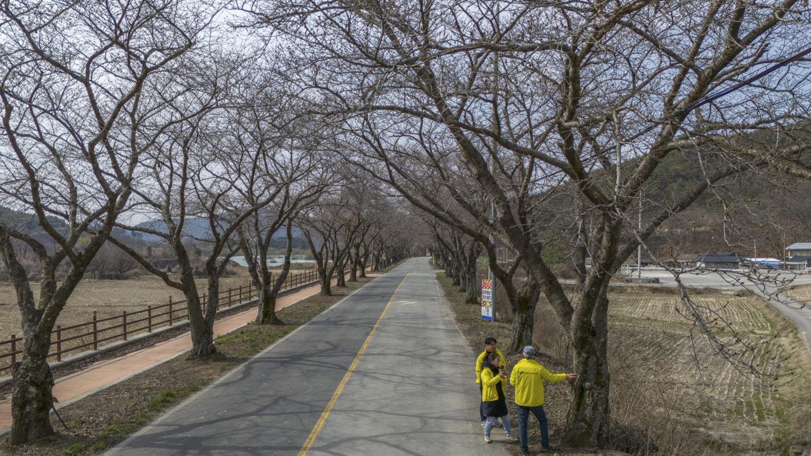 韓国で「日本のソメイヨシノを韓国産の王桜に植え替える」プロジェクト | 日韓関係と桜の起源をめぐる複雑な論争