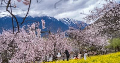 中国西蔵自治区ニンティ市で桃の花見頃、イベントも開催