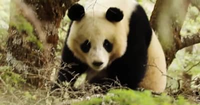 国家公園職員がパンダの求愛行動を目撃　中国四川省