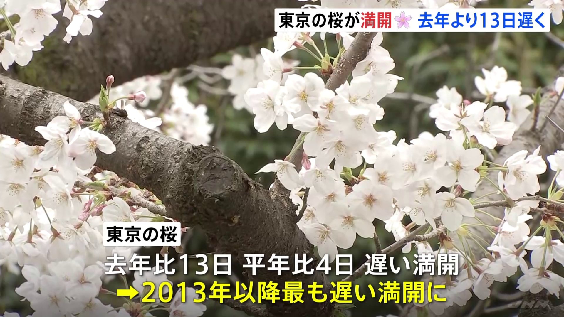 東京の桜が満開　2013年以降で最も遅い