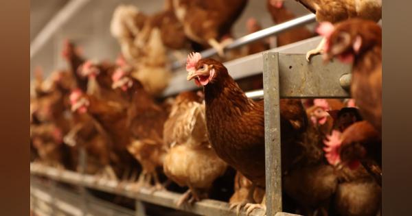 米国で鳥インフルエンザが「人間にも感染」　鶏肉や卵、牛乳は安全か？