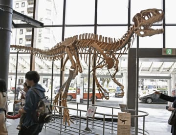 福井駅の恐竜骨格標本を破損　男性が事後に申告、柵越え侵入か