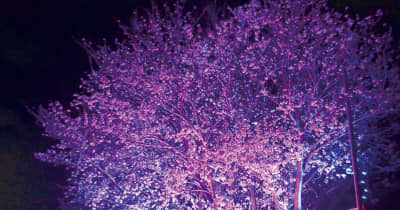 幻想的な夜桜 今年も 萩園　穴場スポットに　茅ヶ崎市