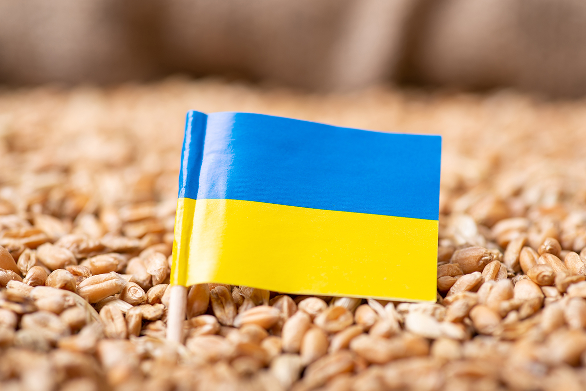 穀物輸出大国、ロシアとウクライナの戦争で小麦価格が下落している怪