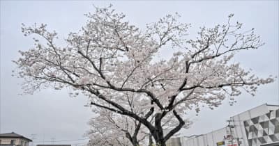 ソメイヨシノ標本木が満開　福島県いわき市の小名浜特別地域気象観測所