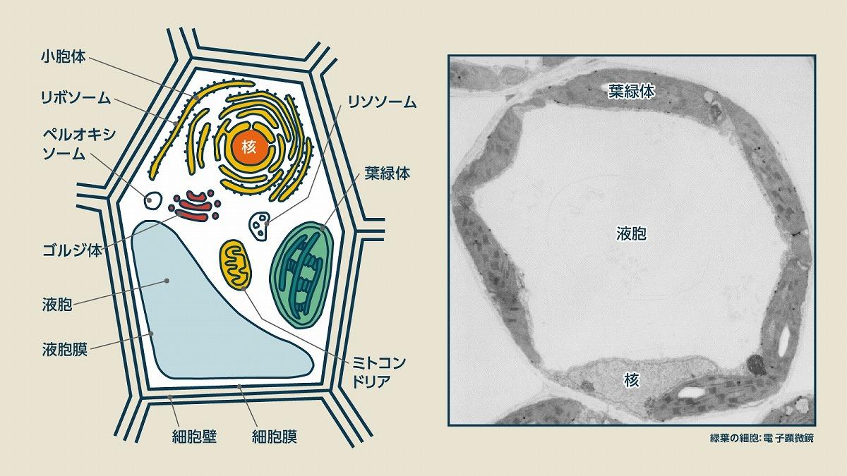 「200年超の謎」を大解明、京大・西村いくこ氏に聞いた「植物の不思議」な仕組みとは