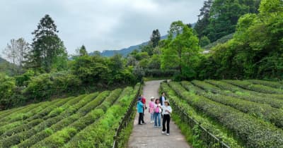 新緑の茶畑が観光客を魅了　中国・武夷山市