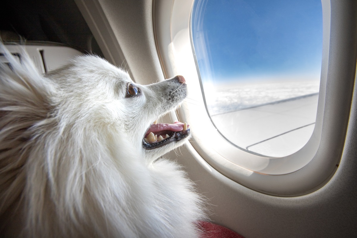 愛犬にもファーストクラスの空の旅を、「バーク・エア」が5月就航