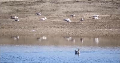 中国の青海湖に春到来　氷解けた水面に渡り鳥集う