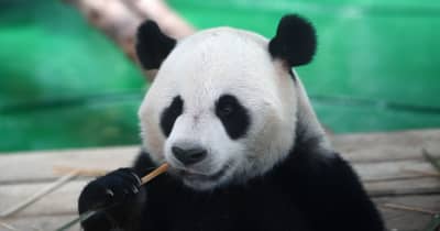 中国・甘粛省蘭州市の動物園でパンダ4頭お目見え