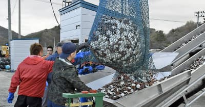 青森県のホタテ主産地・平内町漁協、4月水揚げ8割減　昨夏の高水温で半成貝激減、漁見合わせも