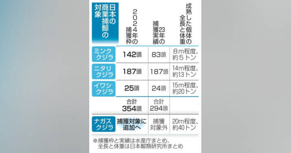 ナガスクジラも商業捕鯨　水産庁、4種類目に追加