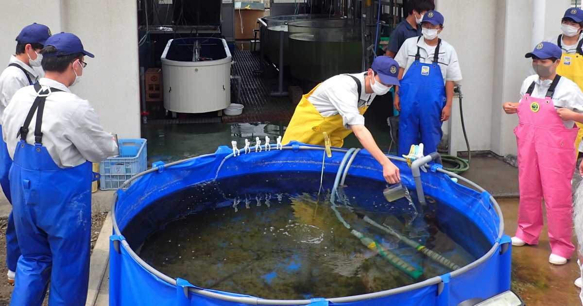 「高級魚サヨリの完全養殖」水産科高校生が初成功　ミシュラン三つ星店への出荷目指す