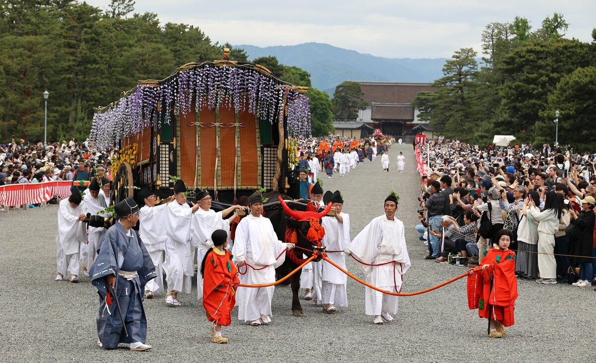 京都・葵祭、行列の牛が15分以上「立ち往生」
