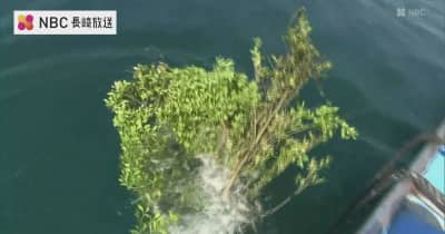 ミズイカの産卵場所の海藻が減少　イカシバを海底に設置　長崎県五島