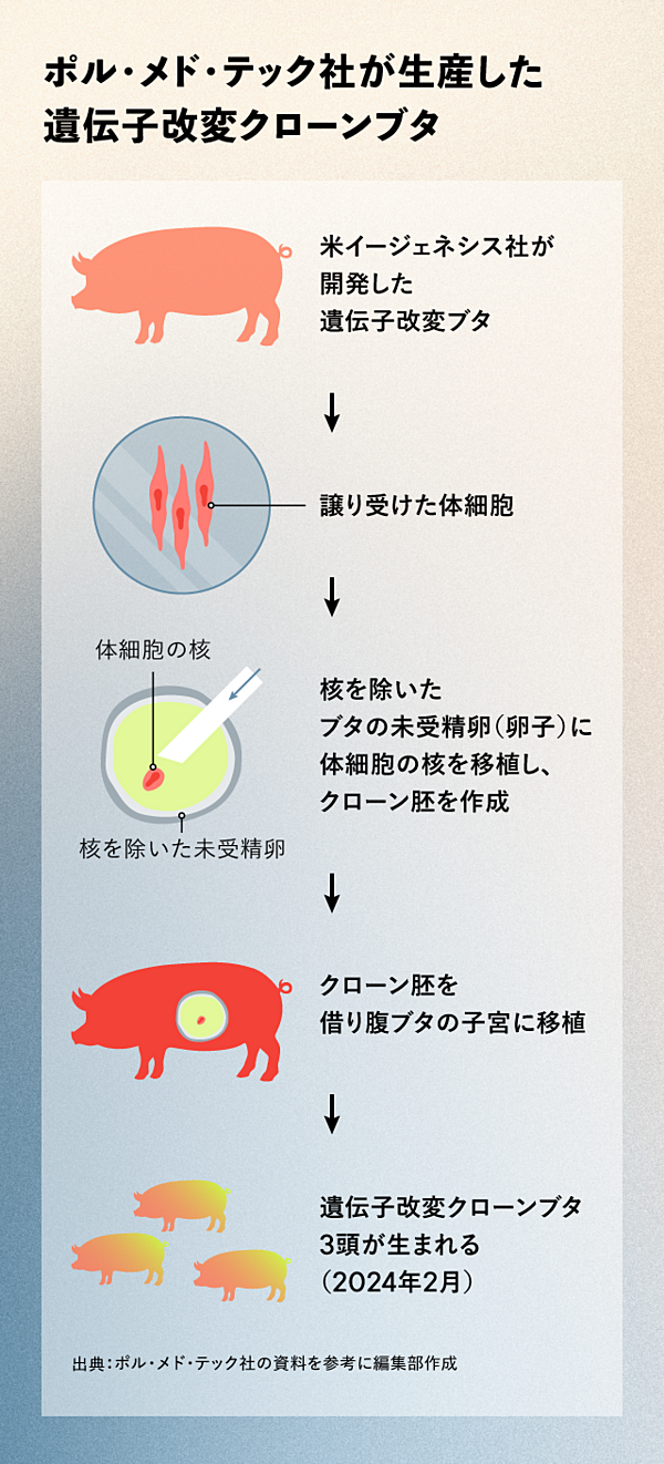 最新レポ】日本でも「臓器移植用」のブタが生まれている