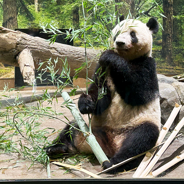 パンダ帰国】上野動物園「赤字10億円」の価値