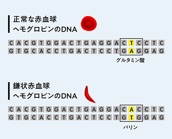 独占1万字】「神の領域」なのか。クリスパー発明者が語る、人間