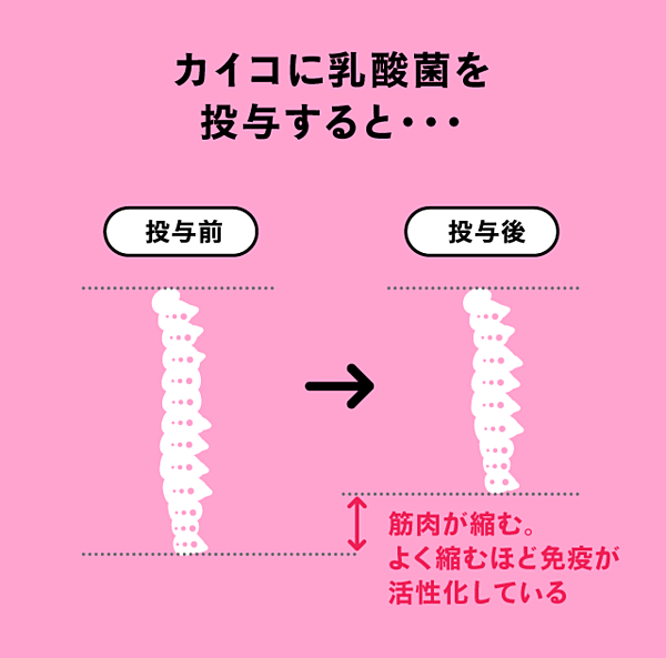 発見】免疫を活性化させる「11/19-B1乳酸菌」