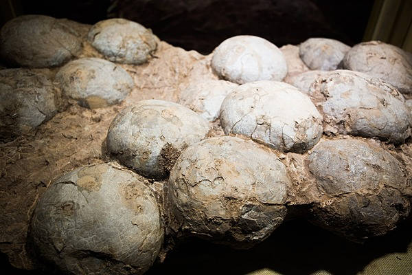 息子が見つけた恐竜の卵化石（花崗岩） 恐竜の卵の化石｜開運！なんでも鑑定団｜テレビ東京