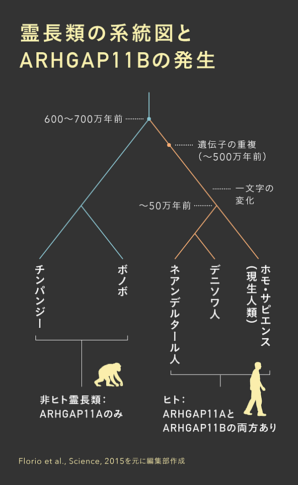 脳科学】たった1文字の変化が人類を誕生させた