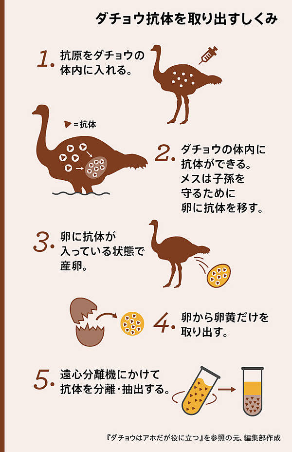 ダチョウ抗体 衝撃】ダチョウの抗体が、700億円の経済効果を生み出した