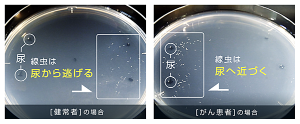 JOHNS 第29巻第9号(2013 9 特集:検査結果をどう読むか? JOHNS編集委員会 Sony Computer Science Kenkyujo Mogi Kenitirou Hakusi Kansyuu