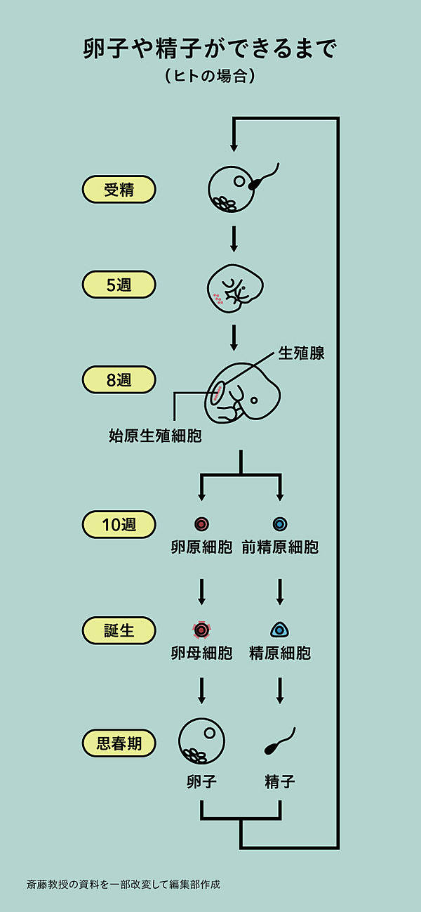卵子学 森崇英 卵子学 森崇英 【公式通販】