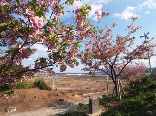 桜ラインの活動で植えられた河津桜