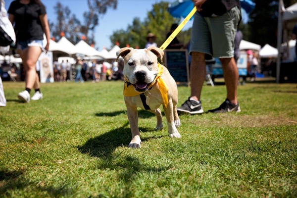 動物愛護団体Best Friends Animal Society（ベストフレンズ）が主催する譲渡イベントで、新しい飼い主と散歩を楽しむ犬。