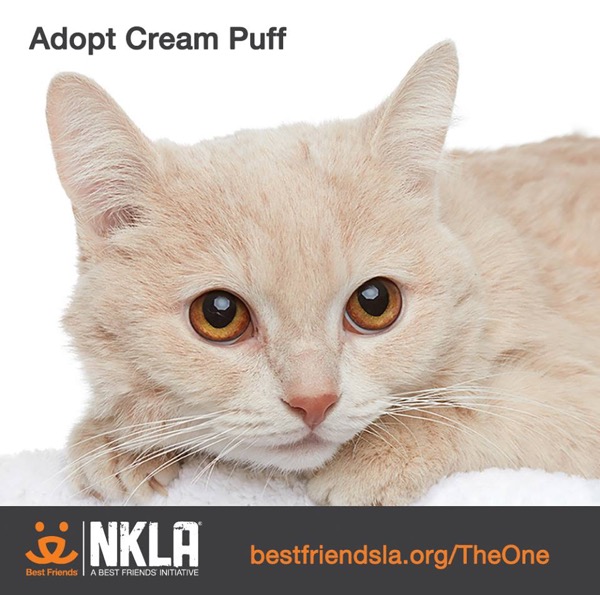NKLAのプロモーション用に撮影された、「Cream puff」という子猫の写真。