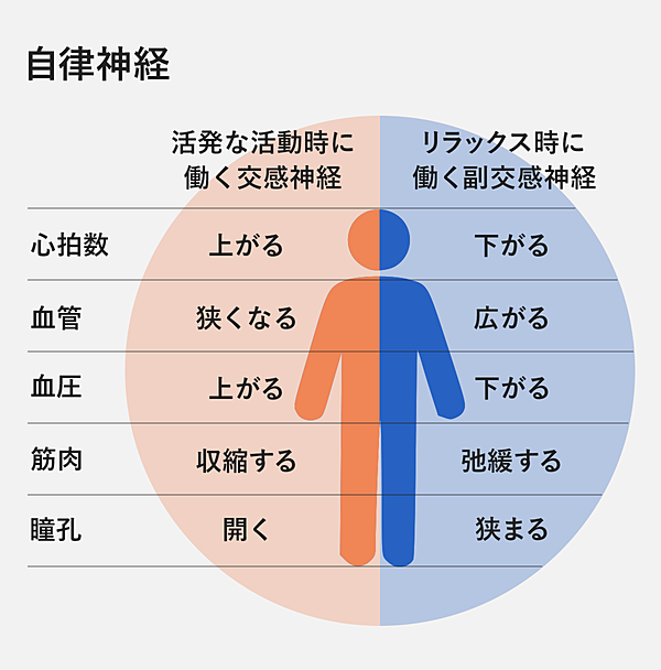 徹底解説 上質の 眠り を手に入れるためのメカニズム