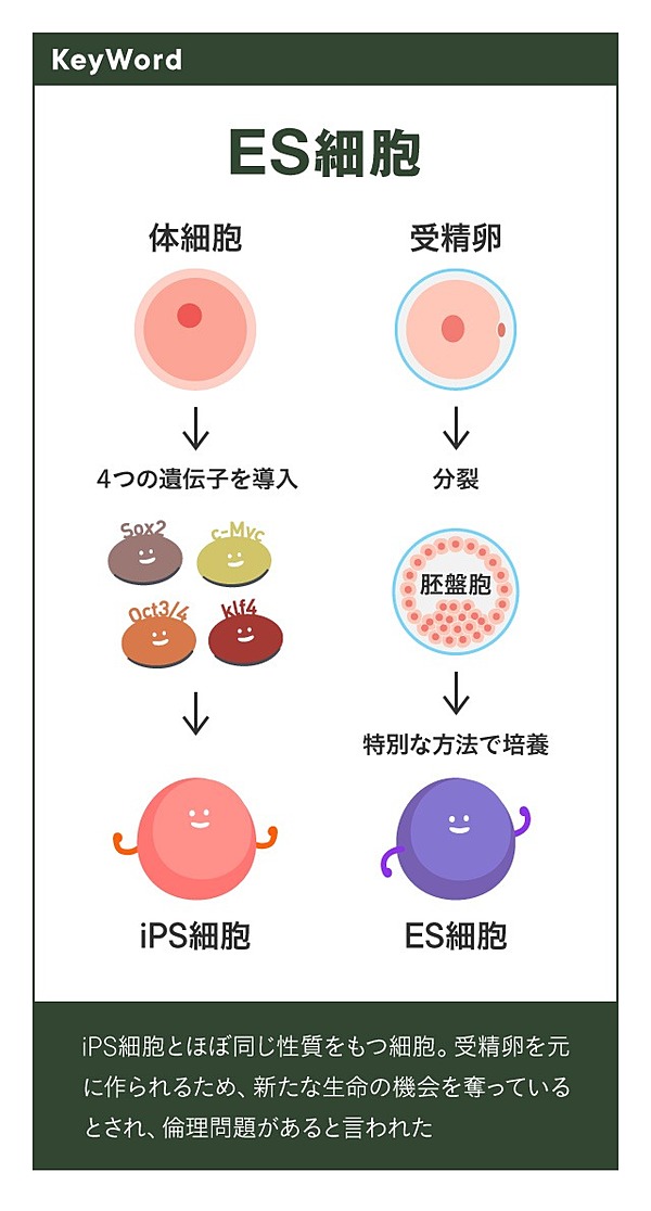 新証言 Ipsと山中教授を知り尽くす科学者 真相を語る