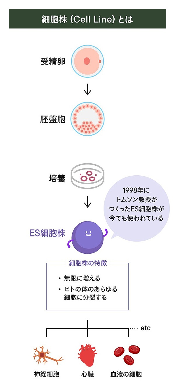 皮肉 山中教授 Ips発明 の恩人が初めて語る 彼との確執