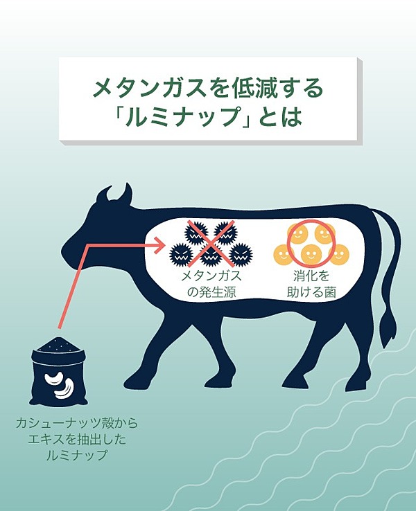 牛の げっぷ から地球を救え 気候変動に立ち向かう先端研究