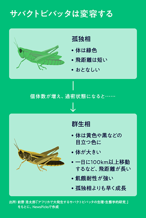 衝撃 いま バッタ が 世界の農産物を食い荒らしている