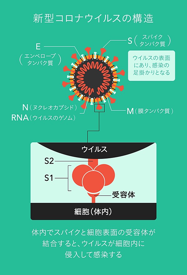 最新 普通の風邪の免疫が 新型コロナに効くかもしれない