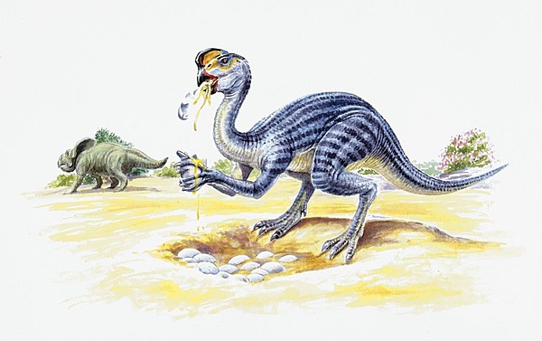 ☆恐竜の卵 化石 ハドロサウルスの卵 ２ 公式ストア - コレクション