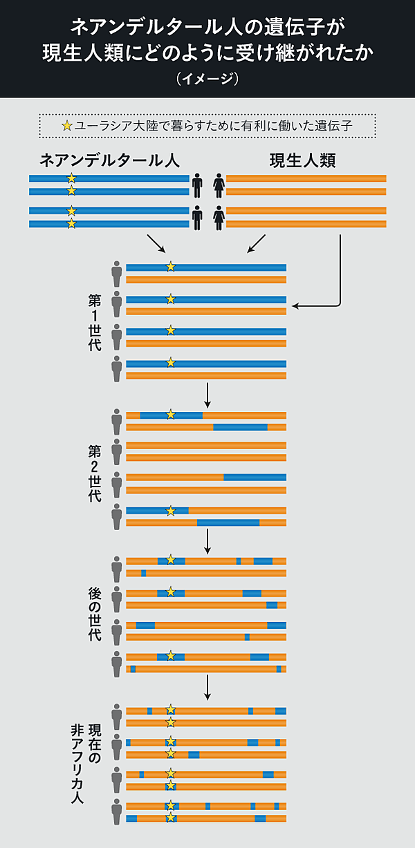 現代の教養。ネアンデルタール人は私たちの中に生きている