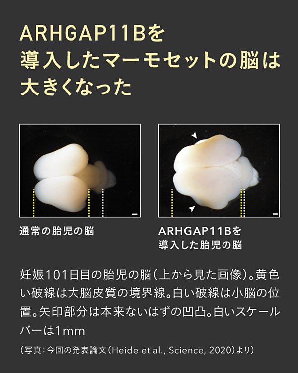 脳科学 たった1文字の変化が人類を誕生させた