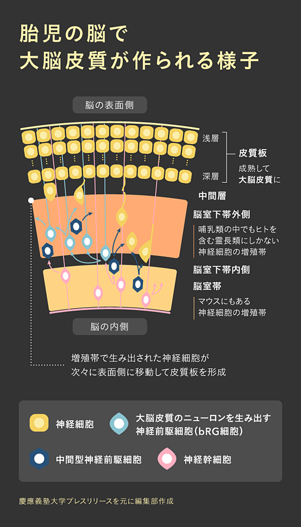 脳科学 たった1文字の変化が人類を誕生させた