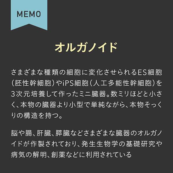 脳科学】たった1文字の変化が人類を誕生させた