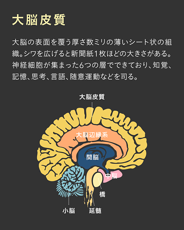 脳科学】たった1文字の変化が人類を誕生させた