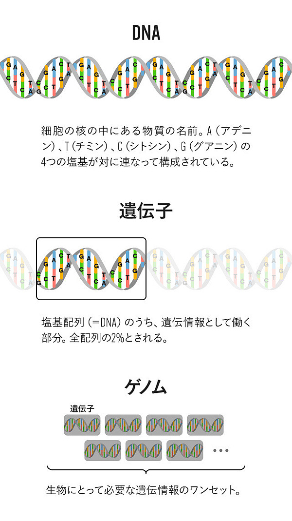 新】高橋祥子の問い：人類は遺伝子を使いこなせるか？