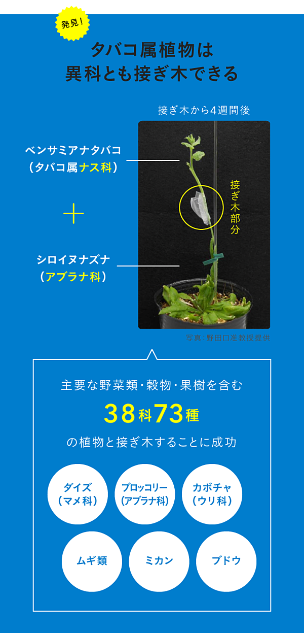 ブレークスルー 接ぎ木 の万能選手を発見した
