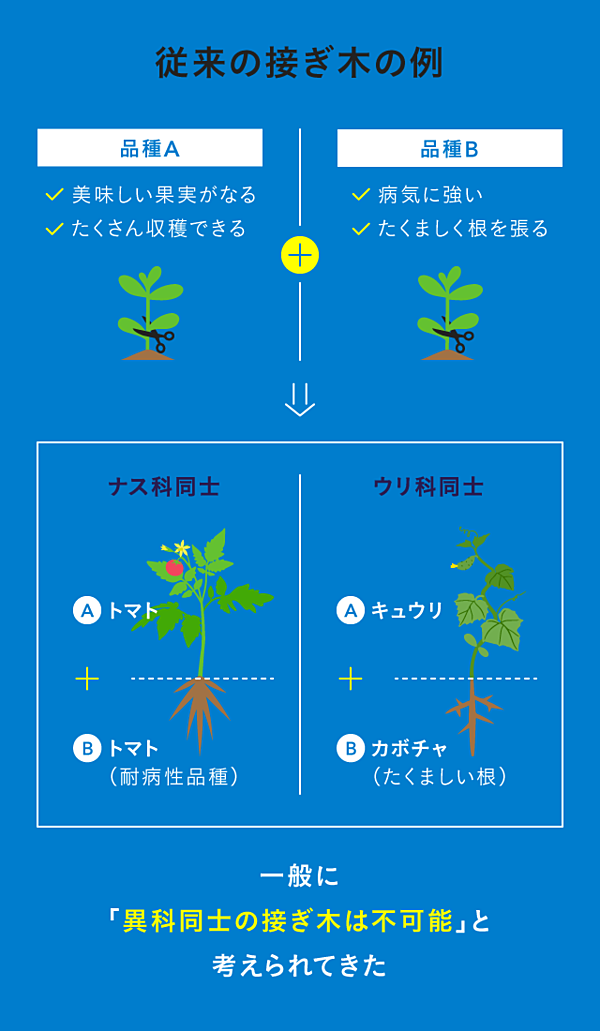 ブレークスルー 接ぎ木 の万能選手を発見した