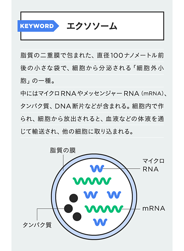 がんに再生医療 細胞間を行き交う 短いrna に注目せよ