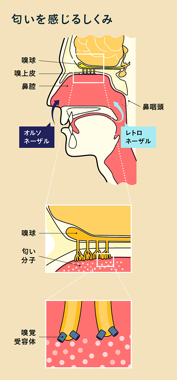 新教養 あなたが知らない 味 の意外な正体