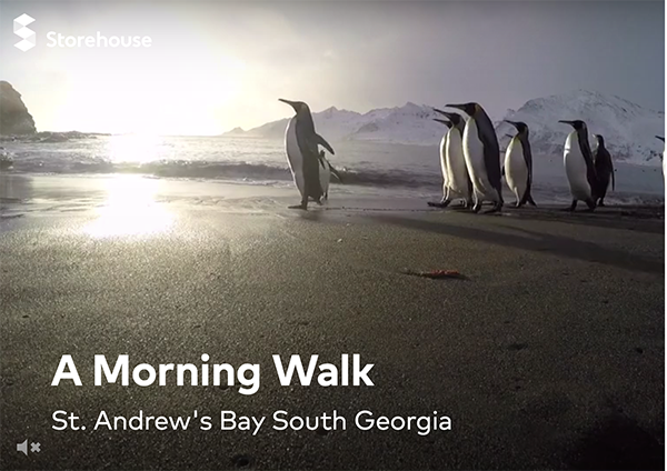 陽の光を浴びて、海辺を行進するペンギンの物語が、映像と写真、短いテキストで語られる